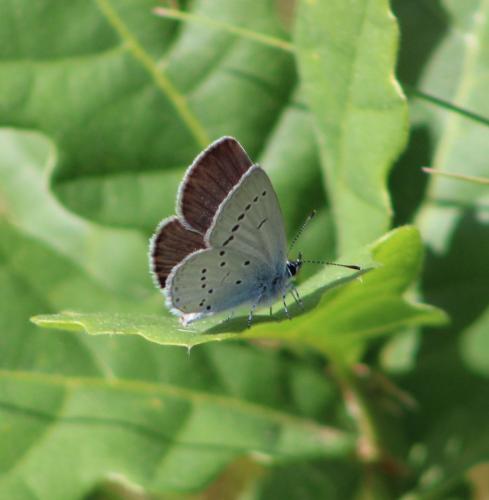 Cupido minimus